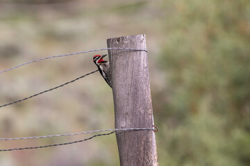 Red-naped sapsucker foraging on a garden post