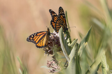 Monarch butterflies on milkweed