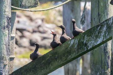 Pigeon Guillemots in Coos Bay, Oregon