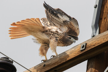 red tailed hawk preparing to take off