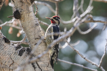 Red-naped sapsucker perched on a cottonwood tree