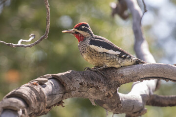 Red-naped sapsucker in Idaho