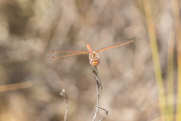 red dragonfly on a twig