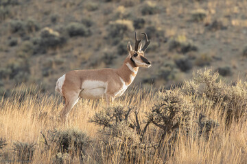 Pronghorn antelope buck in sagebrush