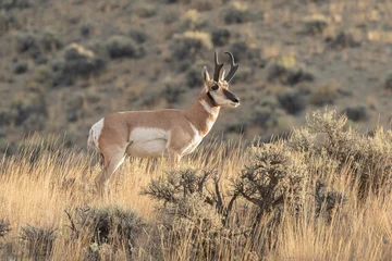Fototapeten Antilope Pronghorn antelope buck in sagebrush  © NorthwestWildImages