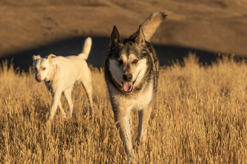 dogs in a field