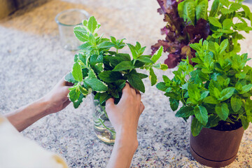 ミントの葉をガラス容器に生ける室内グリーンアレンジメント