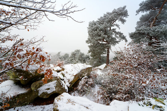 Fog and snow on Fontainebleau forest. Camp de Chailly point of view