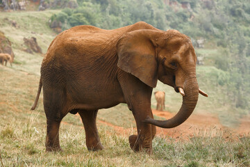 African Elephant in the Savannah Raising Its Trunk, Side Portrait in the Wild