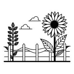 Sunflower isolated on white background Vector