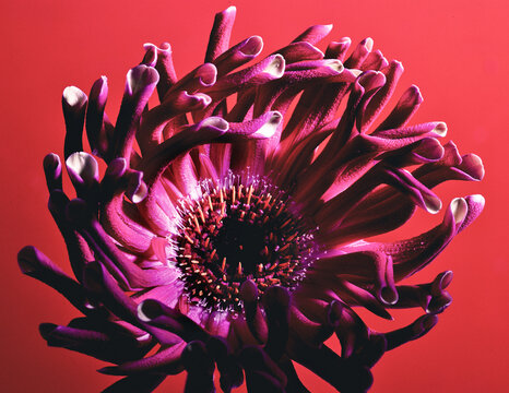 Gerbera  Spider &agrave; p&eacute;tales recourb&eacute;s couleurs moderne  &eacute;nergie volcanique  dans une danse organique d&eacute;gageant une force vitale 