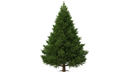 Tall pine tree in snowy landscape