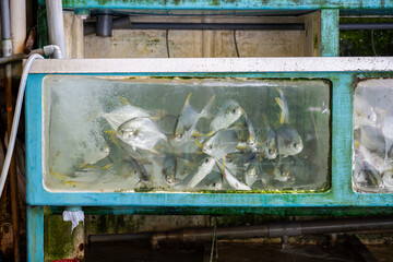 Live fish in industrial tanks at Aberdeen Fish Market, Aberdeen, Hong Kong. Seafood supply chain and aquaculture infrastructure in an urban port environment.