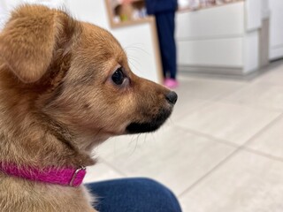 Small brown puppy resting on a person&rsquo;s lap inside a veterinary clinic during a routine vaccination or health check visit