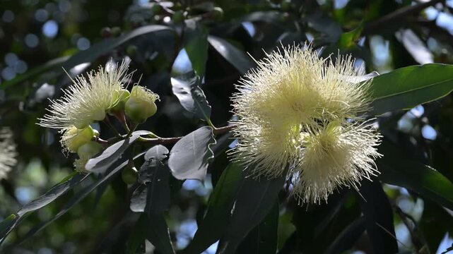 Beautiful Rose Apple (syzygium jambos) flowers.