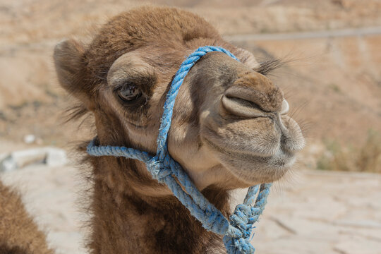 Portret wielbłąda