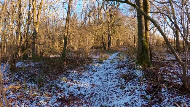 Walking dog border collie in woodland in middle of winter at sunrise, snow and ice on ground, golden sunlight and no leaved on trees in United Kingdom. 