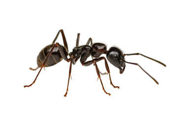 Detailed close up of an ant