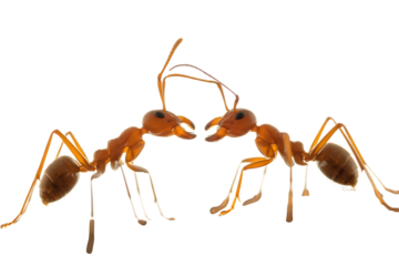 Fighting ants face to face