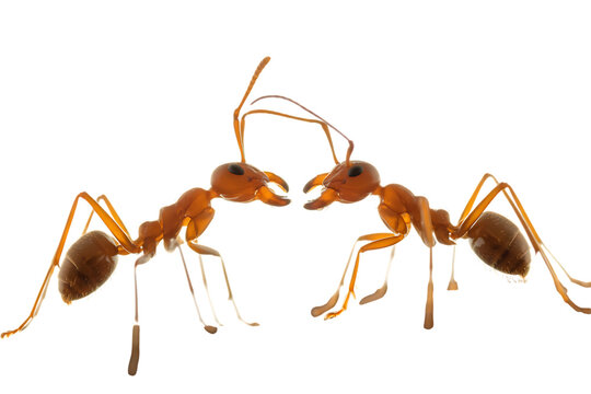 Fighting ants face to face