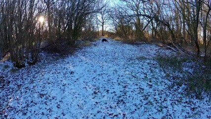 Walking dog border collie in woodland in middle of winter at sunrise, snow and ice on ground, golden sunlight and no leaved on trees in United Kingdom. 