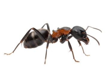 Isolated black ant insect