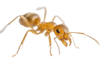 Close up of a yellow ant