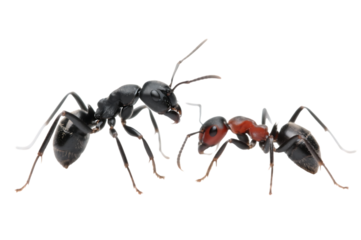 Two ants on black