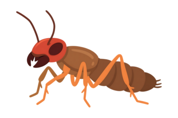 Cartoon of a termite insect