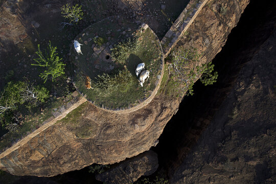 Aerial view of cows graze peacefully on a stone structure overlooking a dark chasm, the scene a tapestry of earthy tones and shadows, Badami, Karnataka, India.