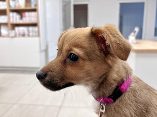 Small brown puppy wearing a pink collar indoors at a veterinary clinic, representing pet healthcare, vaccination visit, and preventive animal care.
