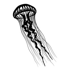 Jellyfish Silhouette Detailed Underwater Marine Life Vector