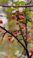 red berries in autumn
