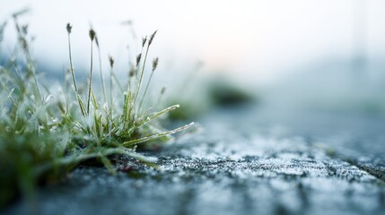 Frost-covered grass beside icy pavement at sunrise with soft bokeh and shallow depth of field. AI generative
