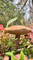 mushrooms in the forest
