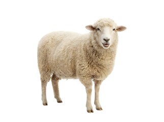Fototapeta premium sheep isolated on white, Cute Fluffy White Sheep Standing and Smiling – Adorable Farm Animal Photo