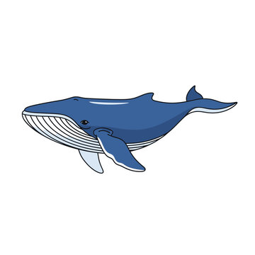 Blue Whale Illustration Side View.