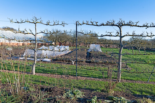 Open air espalier pear trees and fleece protected vegetables, in January, 2026.