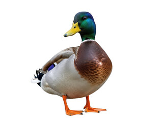 Obraz premium A single mallard duck standing gracefully