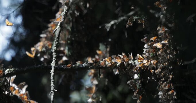 Monarch butterflies in Michoacan, Mexico 