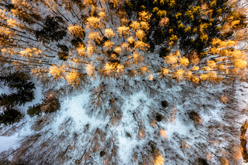 Forest in winter, drone view, beautiful natural landscape in winter.