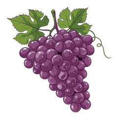 Fototapeta premium Bunch of Purple Grapes with Leaves.