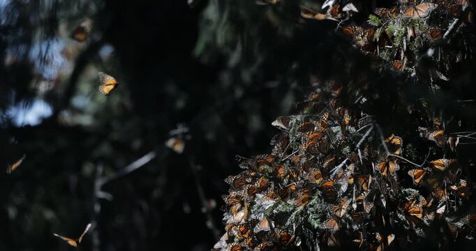 Monarch butterflies in Michoacan, Mexico 