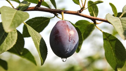 Ripe plum with water drop hanging on tree branch