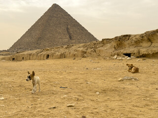 Baladi dogs in Giza next to the Pyramid of Menkaure. Safety during trip to Cairo. Contrast between history and modern reality, animals, tourism in Egypt. Authentic sandy scene of life in Middle East.