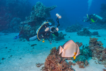 Scuba diver underwater photographing tropical fish near coral reef in clear blue sea. Professional underwater photography, marine life exploration, diving activity and ocean adventure concept.