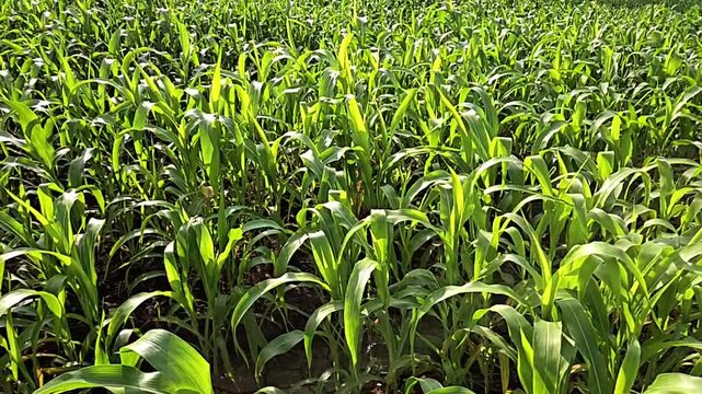 A lush field of green maize (corn) plants thriving in an Indian agricultural setting. Maize is a vital cereal crop grown widely for food, feed, & industrial uses. It shows healthy cultivation practice