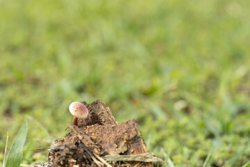 Obraz premium A detailed macro shot of a small, translucent white wild mushroom, likely from the Marasmiellus or Trogia genus, growing on a decaying tree twig with visible gills and delicate cap structure