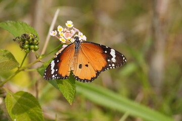 Vibrant Orange Butterfly Perched on a Delicate Flower