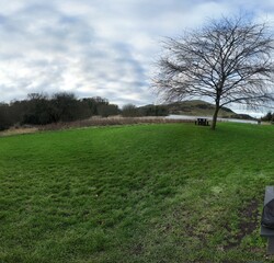 Obraz premium Lone Tree in Green Field Under Cloudy Sky